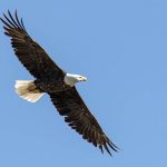 Bald Eagle over Yellowstone