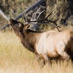 Elk Male Bellowing