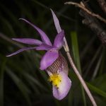 Fairy Slipper Orchid in the forest